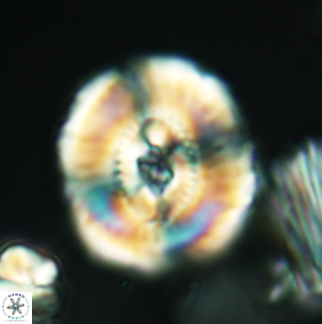 Ellipsagelosphaera clausa 3800