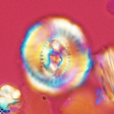 Ellipsagelosphaera clausa 3801