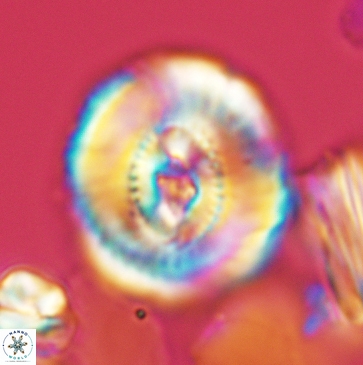 Ellipsagelosphaera clausa 3801