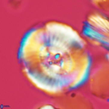 Ellipsagelosphaera clausa 3802
