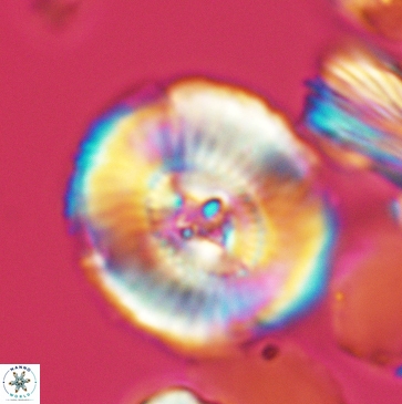Ellipsagelosphaera clausa 3802