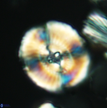 Ellipsagelosphaera clausa 3803