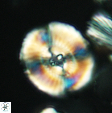 Ellipsagelosphaera clausa 3803