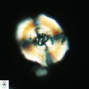 Ellipsagelosphaera clausa 3824
