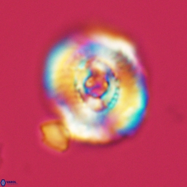 Ellipsagelosphaera clausa 3826