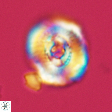 Ellipsagelosphaera clausa 3826