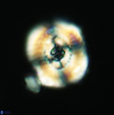 Ellipsagelosphaera clausa 3827