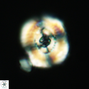 Ellipsagelosphaera clausa 3827