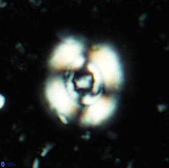 Ellipsagelosphaera britannica 5186