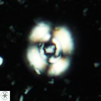 Ellipsagelosphaera britannica 5186