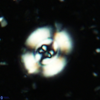 Ellipsagelosphaera britannica 5187