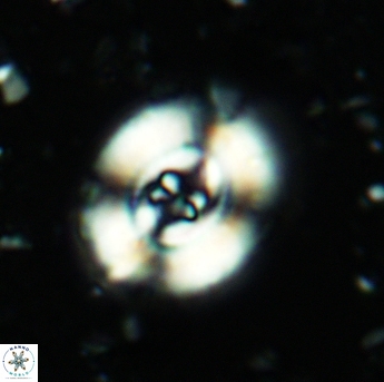 Ellipsagelosphaera britannica 5187