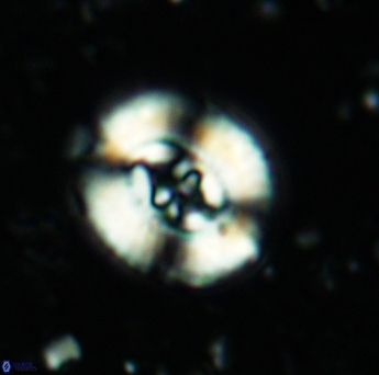 Ellipsagelosphaera britannica 5183