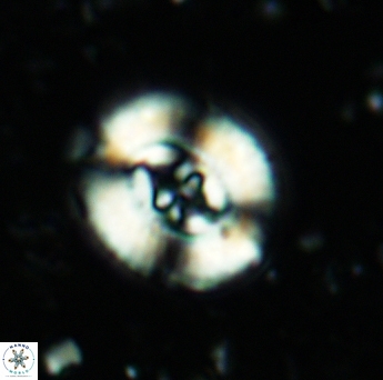 Ellipsagelosphaera britannica 5183