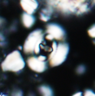 Ellipsagelosphaera britannica 1354