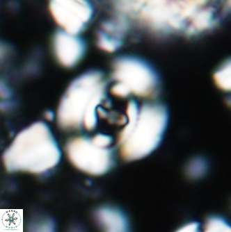 Ellipsagelosphaera britannica 1354