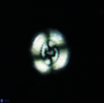 Ellipsagelosphaera britannica 3508