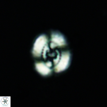 Ellipsagelosphaera britannica 3508