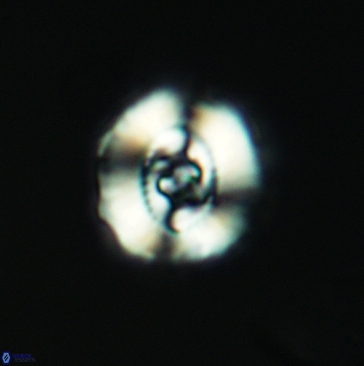 Ellipsagelosphaera britannica 3804