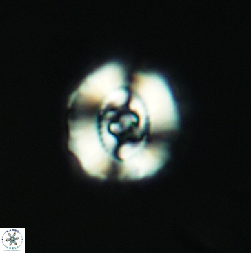 Ellipsagelosphaera britannica 3804