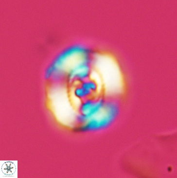 Ellipsagelosphaera britannica 3805
