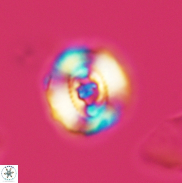 Ellipsagelosphaera britannica 3806