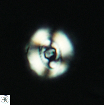 Ellipsagelosphaera britannica 3807