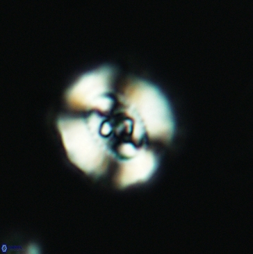 Ellipsagelosphaera britannica 3808