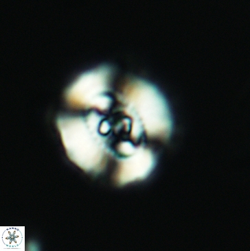 Ellipsagelosphaera britannica 3808