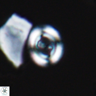Ellipsagelosphaera gephyrocapsoides 9095