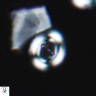 Ellipsagelosphaera gephyrocapsoides 9096