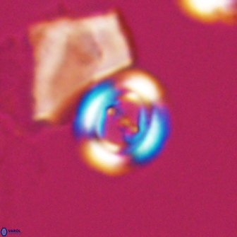 Ellipsagelosphaera gephyrocapsoides 9097