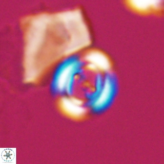 Ellipsagelosphaera gephyrocapsoides 9097