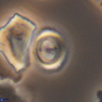Ellipsagelosphaera gephyrocapsoides 9098