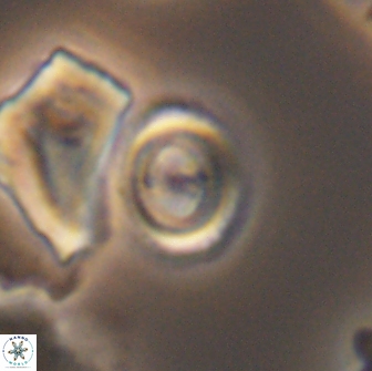 Ellipsagelosphaera gephyrocapsoides 9098
