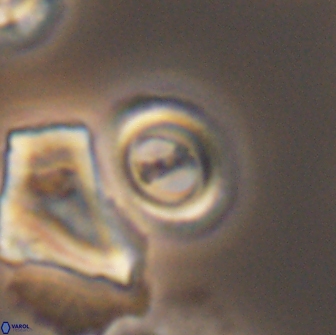 Ellipsagelosphaera gephyrocapsoides 9099