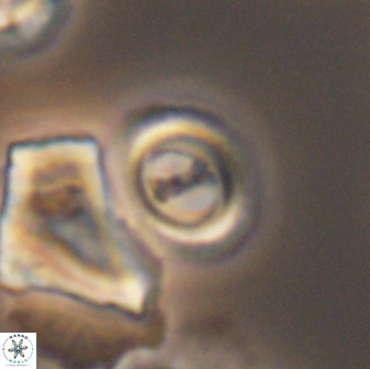 Ellipsagelosphaera gephyrocapsoides 9099