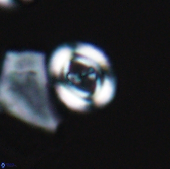 Ellipsagelosphaera gephyrocapsoides 9092
