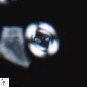 Ellipsagelosphaera gephyrocapsoides 9092
