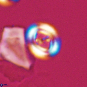 Ellipsagelosphaera gephyrocapsoides 9093