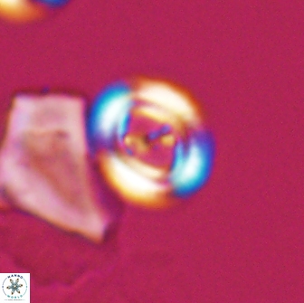 Ellipsagelosphaera gephyrocapsoides 9093