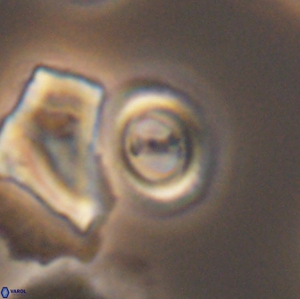 Ellipsagelosphaera gephyrocapsoides 9100