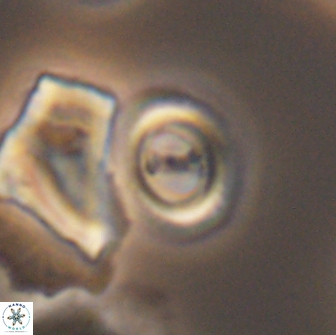 Ellipsagelosphaera gephyrocapsoides 9100