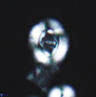 Ellipsagelosphaera gephyrocapsoides 9144