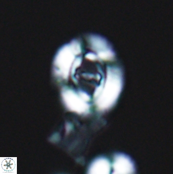 Ellipsagelosphaera gephyrocapsoides 9144