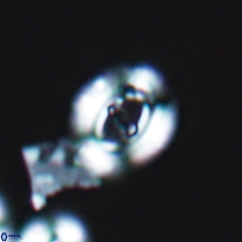Ellipsagelosphaera gephyrocapsoides 9147