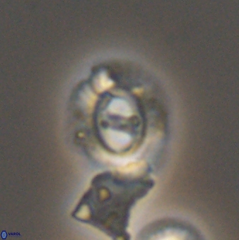 Ellipsagelosphaera gephyrocapsoides 9140