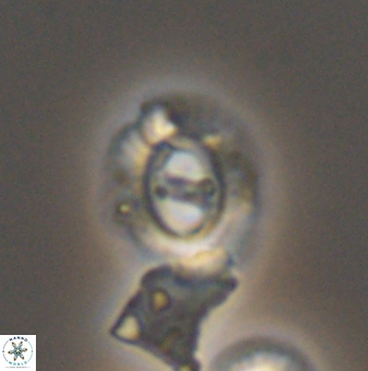 Ellipsagelosphaera gephyrocapsoides 9140