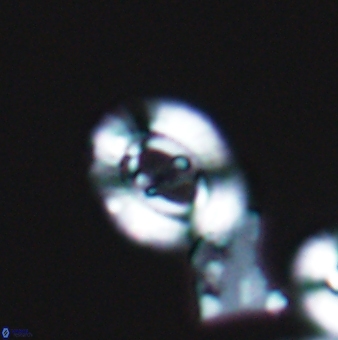 Ellipsagelosphaera gephyrocapsoides 9142