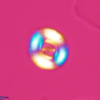 Ellipsagelosphaera lucasi 11109